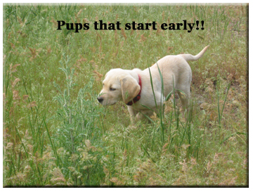 pointing lab puppies